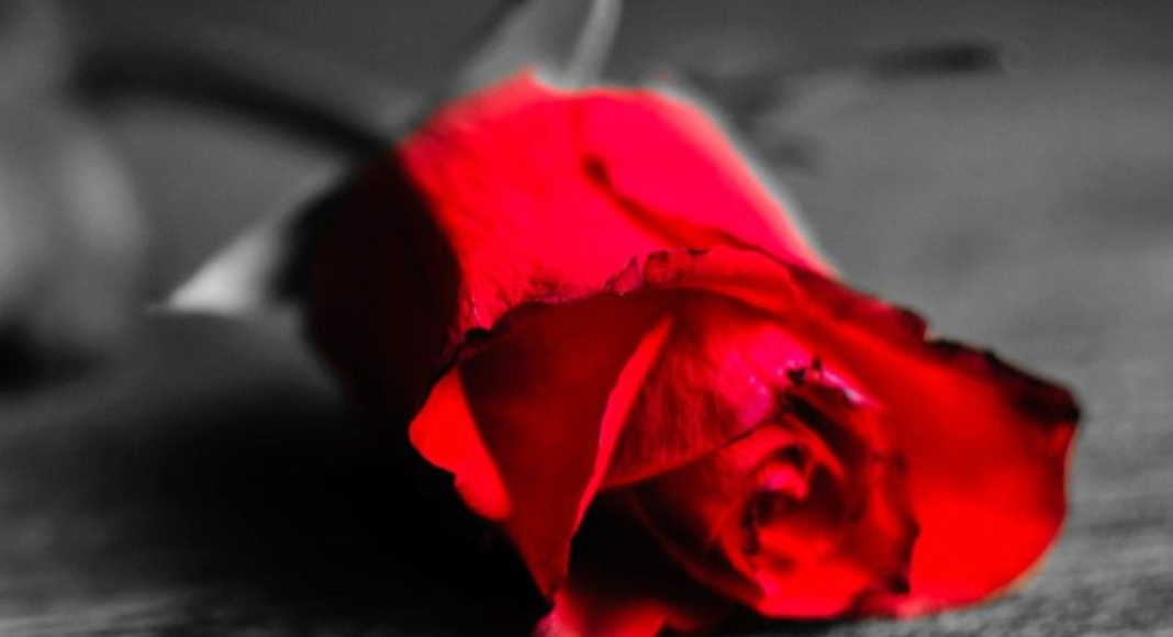 La gratitude des roses d’argent